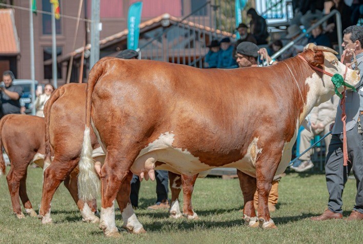 ABHB registra maior representatividade de bovinos de corte na Expointer 2025