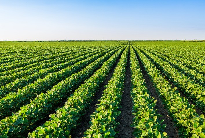 Financiamento climático impulsiona competitividade da soja brasileira