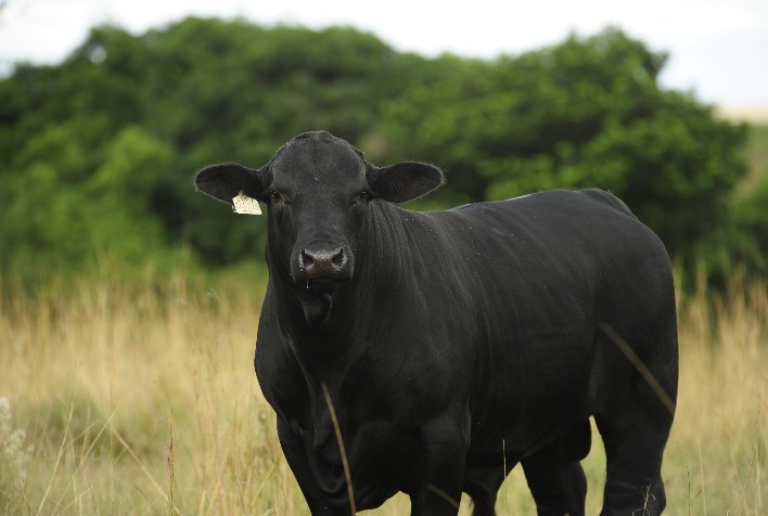 Brangus promove debate sobre o futuro da raça durante Expointer 2025