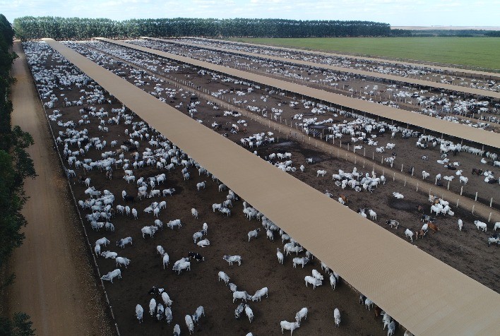 Confinamento de bovinos: análise financeira do primeiro giro e perspectivas para o segundo em 2025