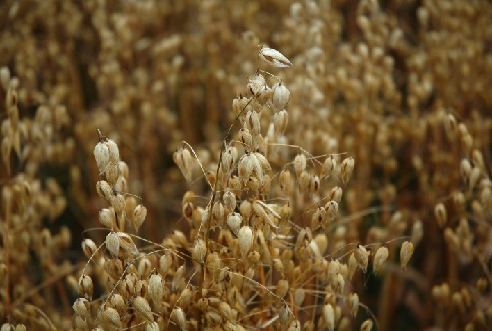 Cultivo de aveia no RS se beneficia de temperaturas amenas e apresenta bom desenvolvimento