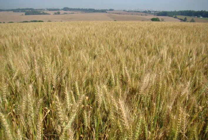 Embrapa e Fundação Meridional lançam trigo BRS Macuco com alta produtividade e qualidade industrial