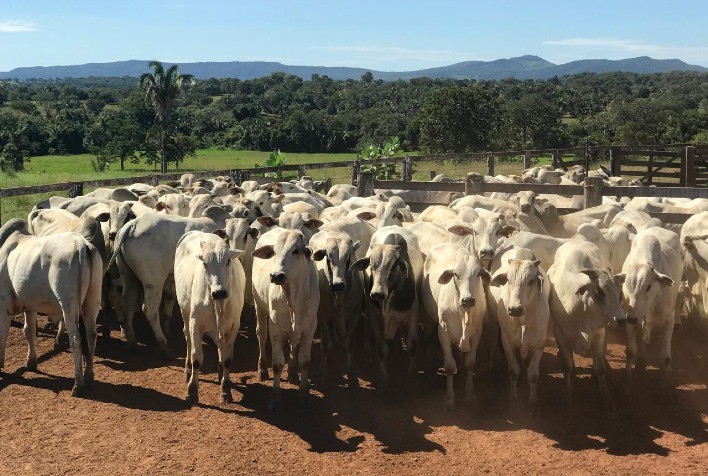 Pecuária de Goiás atinge 22,8 milhões de bovinos no primeiro semestre de 2025, aponta Agrodefesa