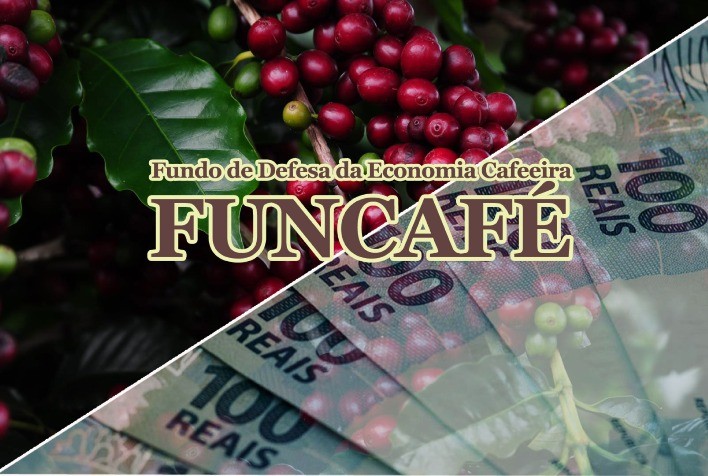 Funcafé reforça crédito e apoio a cafeicultores em safra 2025/2026 marcada por clima instável