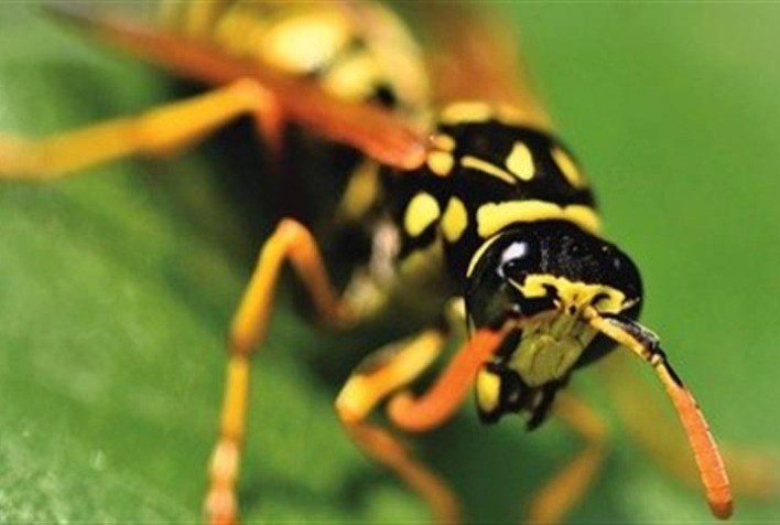 Vespas Trichogramma: Aliadas na proteção de lavouras brasileiras