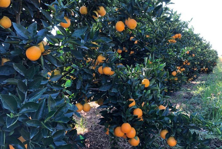 Controle do ‘psilídeo-dos-citros’ mostra alta eficácia com novo grupo de inseticidas