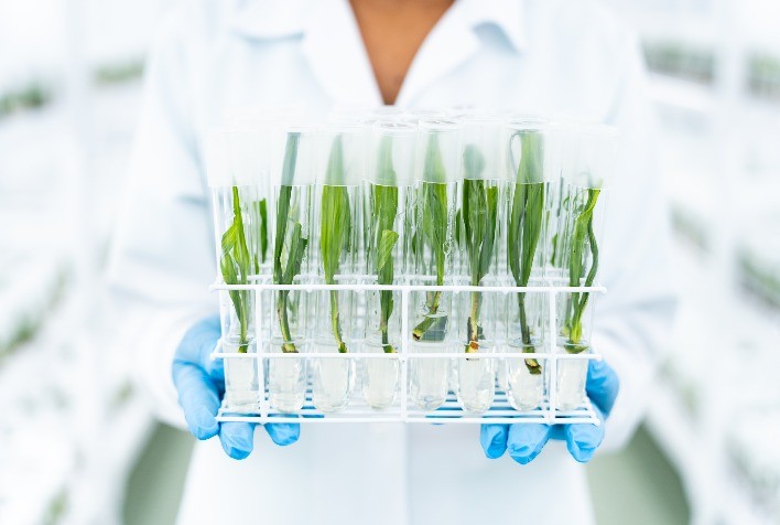 Agropalma mira triplicar produção de mudas clonais até 2032 com foco em sustentabilidade e inovação