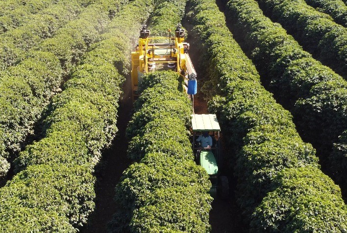 Mecanização da colheita de café se torna solução para falta de mão de obra