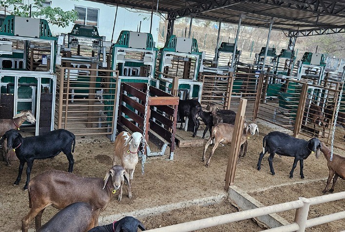 Embrapa lança serviço para selecionar caprinos e ovinos pela eficiência alimentar