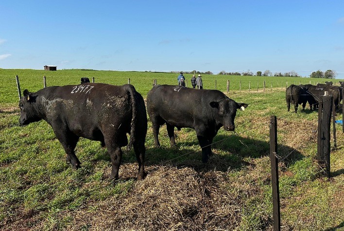 Primavera no RS é marcada por investimentos e sucesso em leilão de Angus e Brangus