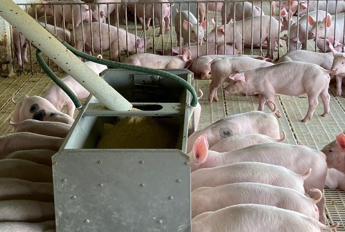 Nutrição na fase creche é essencial para o desempenho e rentabilidade da suinocultura