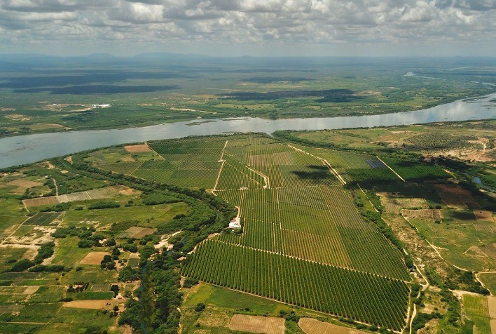 Brasil se destaca como exportador de frutas graças à tecnologia e inovação