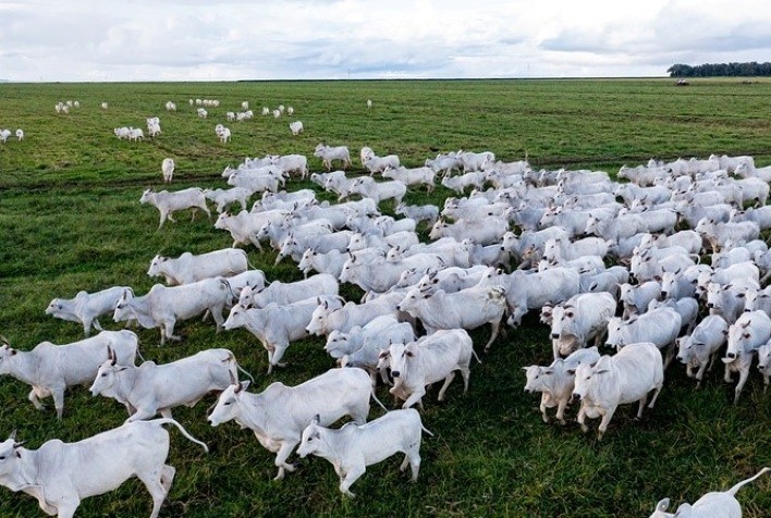 Rebanho de Mato Grosso supera 32 milhões de cabeças e mantém liderança nacional