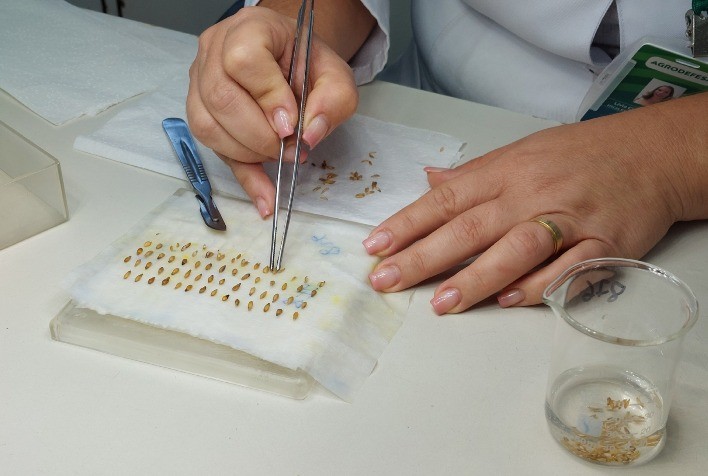 Agrodefesa alerta produtores sobre a importância de sementes de qualidade para a safra 2025/2026