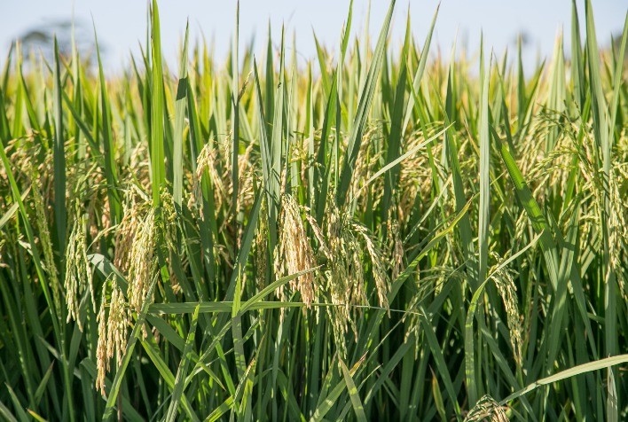 Produção de arroz no sudeste do Piauí sofre queda devido à baixa pluviometria