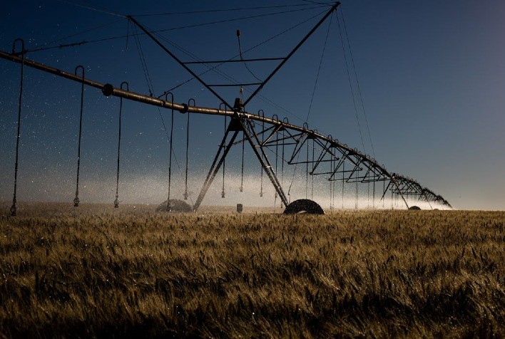 Chuvas irregulares e calor reduzem rendimento do trigo em Goiás
