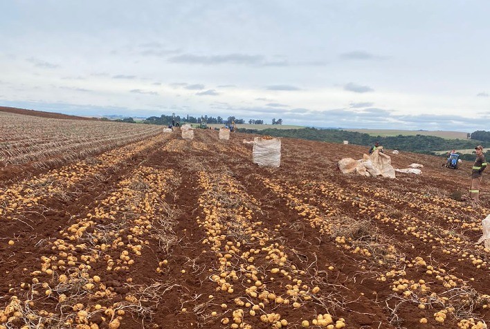 Sipcam Nichino lança fungicida para controle da Rhizoctoniose na bataticultura