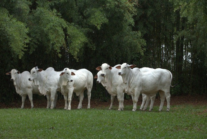 Nutrição de alta performance é essencial para transformar genética em lucro na pecuária
