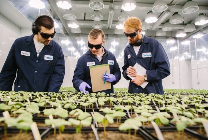 Indigo Ag lança primeiro biofungicida à base de Trichoderma hamatum no Brasil