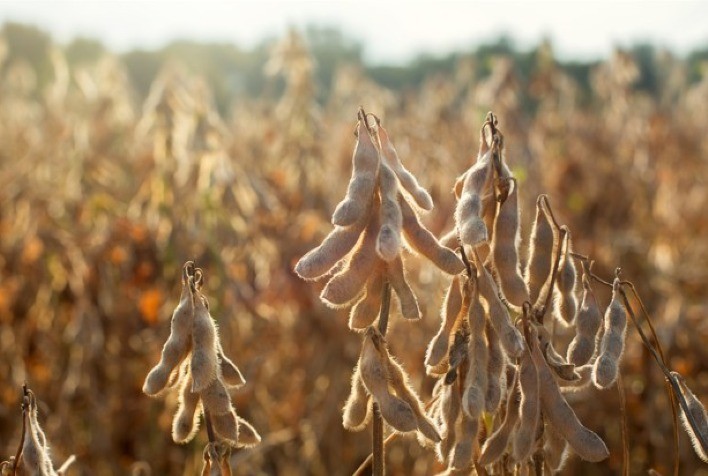 Bioestimulante à base de alga Ascophyllum nodosum impulsiona alta produtividade da soja no Brasil