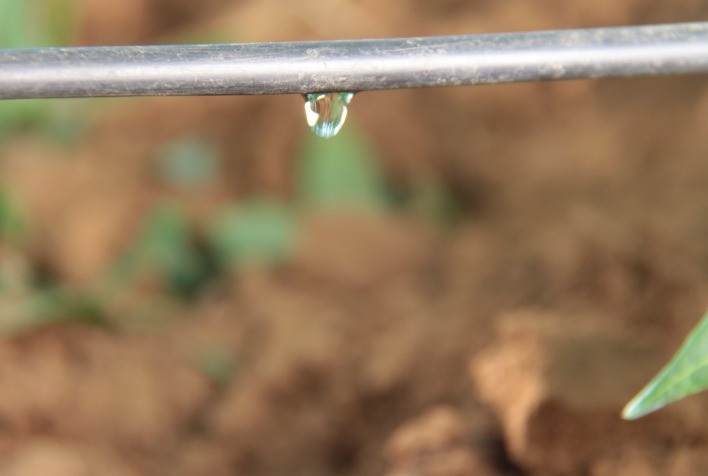 Manutenção preventiva no gotejamento garante eficiência e reduz custos na irrigação