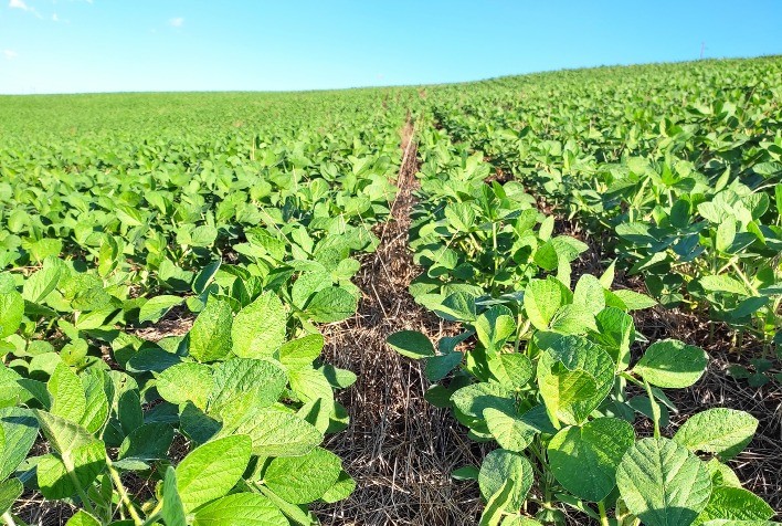 Fertilizantes especiais nacionais aumentam produtividade das lavouras de verão