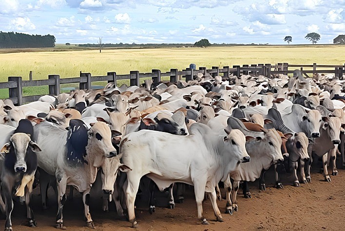 Fazenda em MS registra lucro de mais de R$ 2 mil por hectare em projeto de recria a pasto