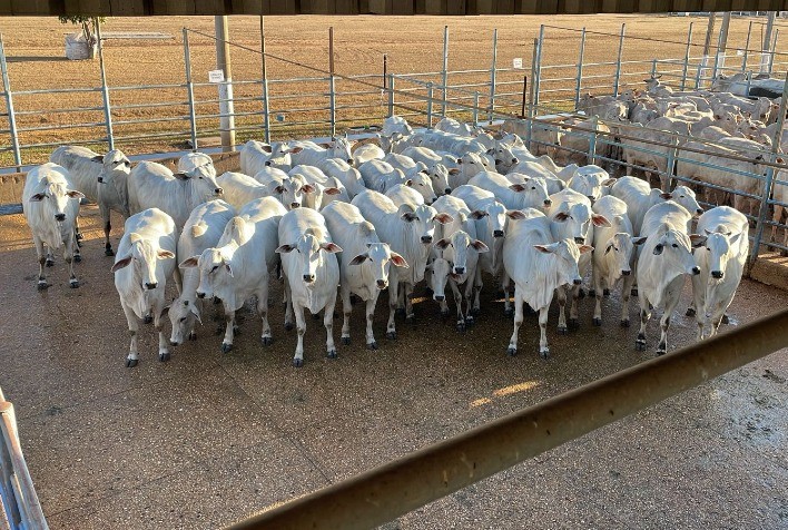 Circuito Nelore de Qualidade 2025 premia melhores lotes em Água Boa (MT)