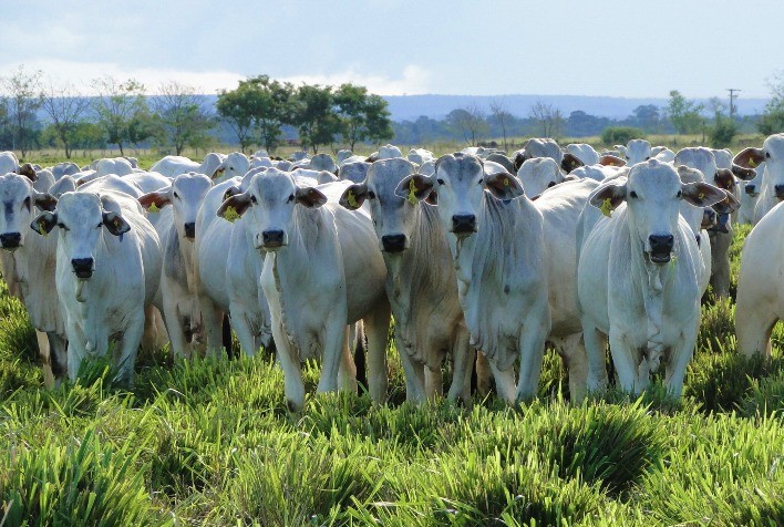 Boi gordo registra alta no mercado físico e queda nos contratos futuros