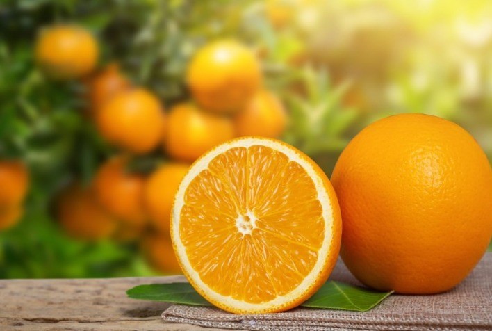 Migração da Citricultura Brasileira é Impulsionada pelo HLB e Exige Soluções Integradas