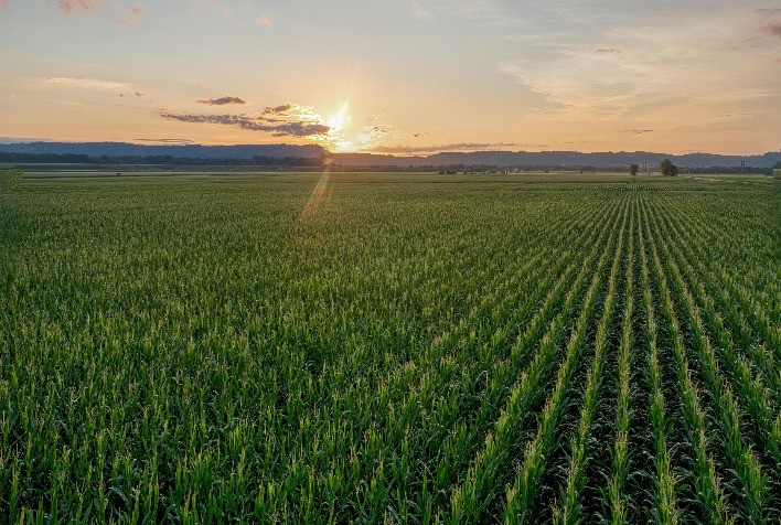 Safra 2024/2025: Rondônia supera expectativas com boa produtividade de milho e soja
