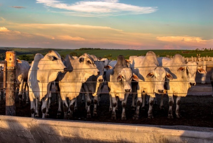 Mercado bovino segue aquecido com demanda externa forte e ajustes nos preços da arroba