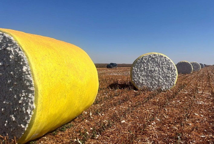 Safra 2025/26 de algodão terá área menor e consumo doméstico em queda, aponta StoneX