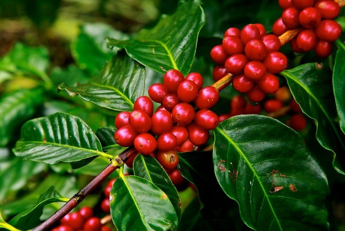 Café tem forte volatilidade e recua em NY, mas fundamentos seguem sustentando preços