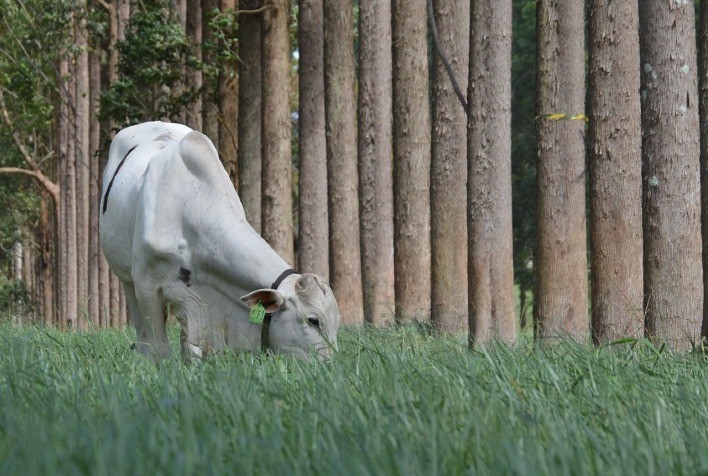 Embrapa Pecuária Sudeste celebra 50 anos com foco em sustentabilidade e inovação