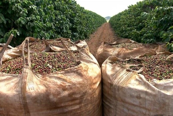 Cooxupé atinge 91,3% da colheita de café e entra na reta final da safra