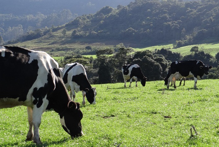 Valor de referência do leite no RS para agosto é projetado em R$ 2,37, aponta Conseleite