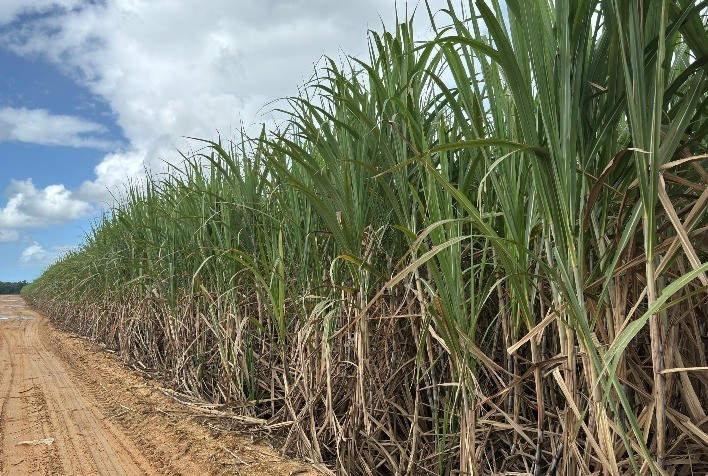 Safra de cana-de-açúcar 25/26 em Alagoas deve ser menor devido a fatores climáticos