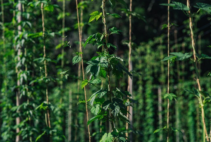 Produção de lúpulo no Brasil cresce e rende prêmios nacionais