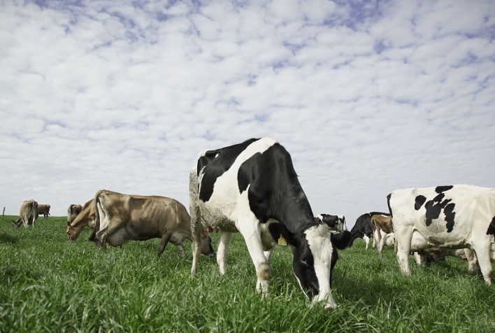 Kit Forrageira já beneficia mais de 1,5 mil produtores em SC e aumenta produtividade no campo