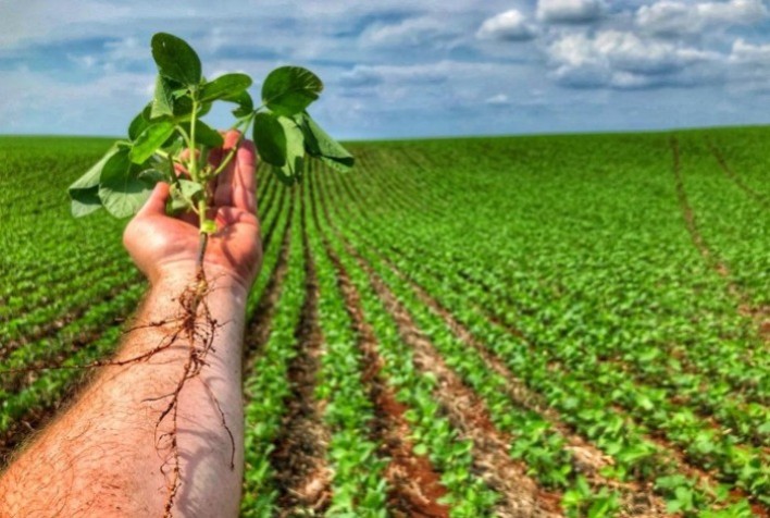 Dependência do fósforo na agricultura exige atenção e soluções tecnológicas