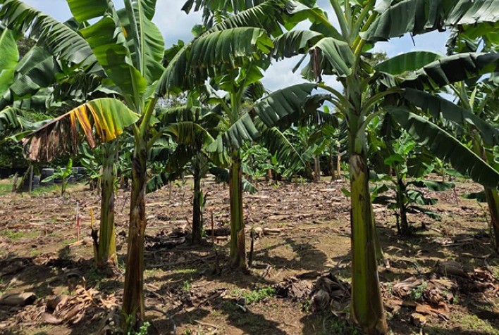Brasil se destaca na luta contra a murcha de Fusarium com bananas resistentes