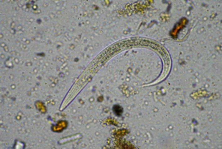 Nematóides no solo causam prejuízos bilionários e manejo biológico surge como solução sustentável