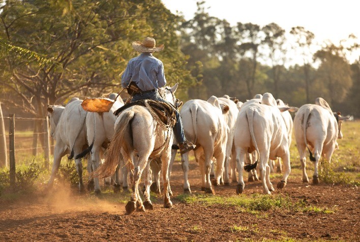 Manejo adequado no transporte de bovinos garante qualidade da carne e bem-estar animal