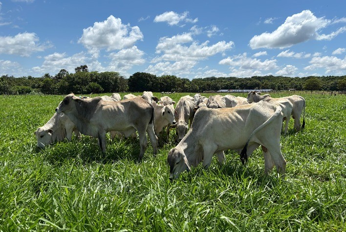 Reforma de Pastagem: Planejamento e Sementes de Qualidade Podem Aumentar Lucro do Pecuarista