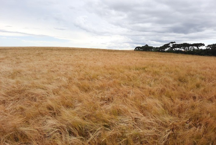 Desafio da Cevada fortalece produção nos Campos Gerais e destaca liderança do Paraná