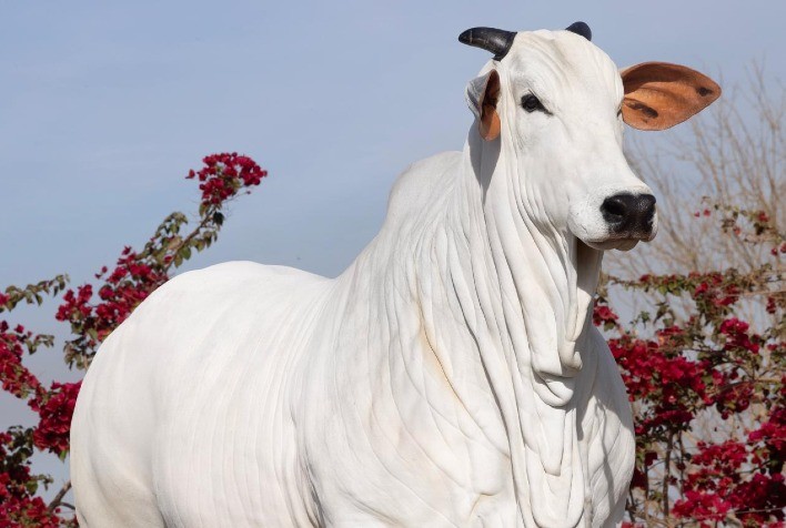 11º Leilão Primavera Casa Branca Agropastoril traz oferta de genética Nelore de ponta nos dias 29 e 30 de agosto