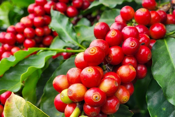 Café registra ajustes técnicos e ganhos nas bolsas internacionais com estoques baixos e clima desfavorável