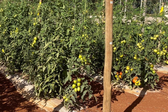 “Vem pro Campo!” chega a Pará de Minas com soluções em horticultura e variedades de tomate