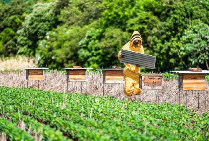 Cartilha orienta integração entre produção de soja e mel no Brasil